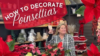 How to Decorate Poinsettias For The Holiday Season and How to Care for Your Poinsettia [upl. by Harli]