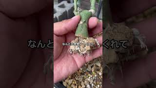 【GARDENING】アデニアグラウカの生長をまとめてみたadenia アデニアグラウカ塊根植物 caudex コーデックス caudexplants [upl. by Chem]