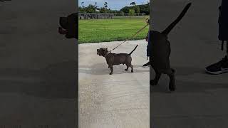 Father and Daughter Reunite  American Bullies [upl. by Nancee]