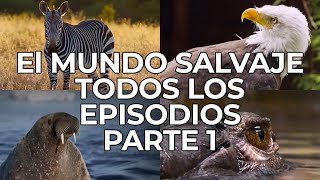 El Mundo Salvaje Todos los Episodios Parte 1  Free Documentary Nature  Español [upl. by Amik896]