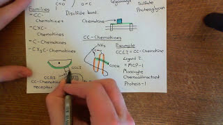 Introduction to Chemokines Part 2 [upl. by Acinemod]