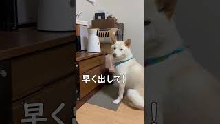 飼い主にオヤツだせ！と怒って抗議する柴犬がこちらです笑＃shorts [upl. by Haisej]