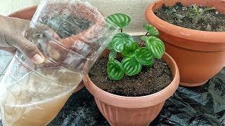 ASÍ HARÁS CRECER TUS PLANTAS MAS RÁPIDO DE LO QUE CREES [upl. by Aniratak807]