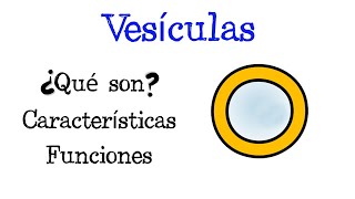 🌐 ¿Qué son las Vesículas 💥 Características y Funciones Fácil y Rápido  BIOLOGÍA [upl. by Ayekat26]