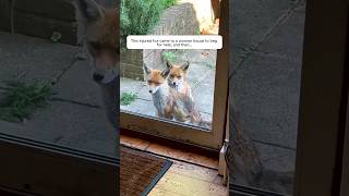 This injured fox came to a woman house to beg for help and then [upl. by Anilahs604]