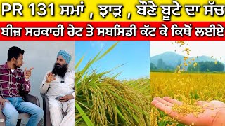 PR 131 Paddy Variety ਬੌਣੇ ਬੂਟੇ ਦੀ ਸਮੱਸਿਆ ਦਾ ਅਸਲ ਸੱਚ [upl. by Quackenbush559]