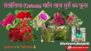 सिलोसिया Celosia यानि लाल मुर्गे का फूल II the flower that look like a chicken ll celosia viral [upl. by Lamoree]