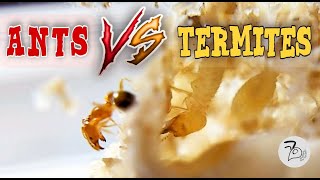 THE BATTLE OF ANTS AND TERMITES  The Trichomyrmex destructor and Coptotermes sp [upl. by Eiramnna]