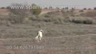 hunting hare with falcon and saluki [upl. by Newmann685]