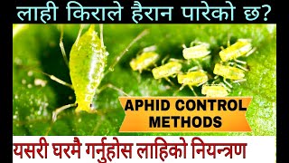 HOW TO CONTROL APHID AT HOME लाही किरा नियन्त्रण गर्ने तरिका [upl. by Nehr]