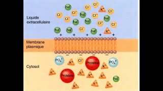 Chapitre 4 Physiologie de la membrane plasmique [upl. by Nylirrehs322]