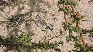 Hypsicorypha gracilis praying mantis from the Canary Islands [upl. by Enohs]