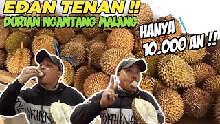 DURIAN LOKAL SUPER PALING DICARI 🤤‼️MENGENAL LEBIH DEKAT DURIAN NGANTANG DARI MALANG JAWA TIMUR 🔥 [upl. by Elvis]