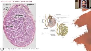 Lezione di Anatomia 12  Apparato Genitale Maschile e Femminile Dott Nicolò Loddo [upl. by Ahtelra]