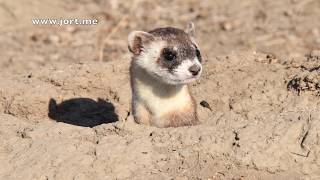 Blackfooted ferret [upl. by Otrebla]