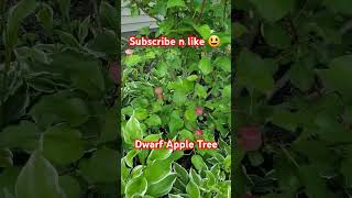 Grow Your Own Dwarf Pink Lady Apple Tree shorts gardening growyourownfood short viral youtube [upl. by Ariaes]