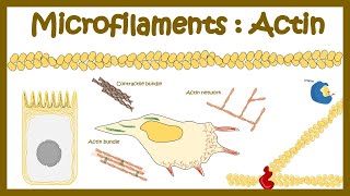 Actin polymerization Micro filament assembly [upl. by Suchta557]