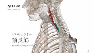 頚長筋の解剖学図｜musculus longus colli｜筋肉辞典72 [upl. by Nelleh]