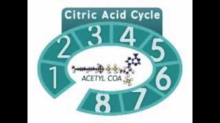 The Citric Acid Cycle An Overview [upl. by Hands]