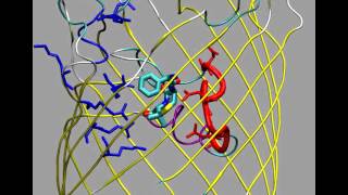 Simulation of ampicillin translocation through E coli OmpF [upl. by Deane772]