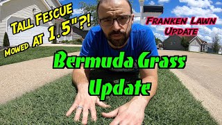 Mowing Tall Fescue amp Bermuda Grass at 15 inch  Test Bermuda Plug  Franken Lawn Update [upl. by Viradis908]