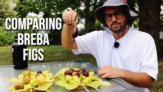 Comparing Breba Figs 10 Fig Varieties  Looking at the Fig Trees [upl. by Ocramed]