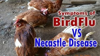 Bird Flu H5N1 Avian Flu vs Newcastle Disease Symptoms POULTRY DISEASES [upl. by Arondell]