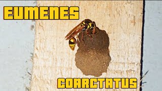 This insect is great at making nests  Eumenes Coarctatus [upl. by Resor262]