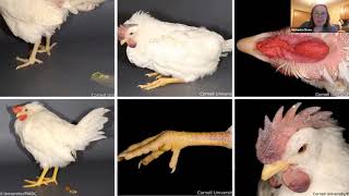 Signs of highly pathogenic avian influenza HPAI [upl. by Hopkins728]