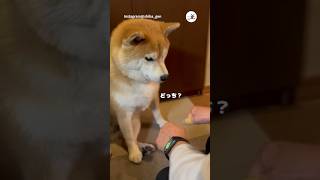 おやつはどっち⁉️｜PECO 柴犬 赤柴 茶柴 柴犬のいる暮らし 柴犬大好き shiba shibainu shibainulife shibainulove [upl. by Rannug]