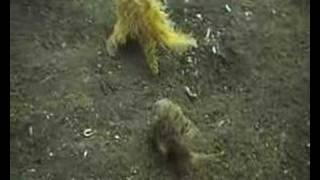 Crazy Hairy Frogfish [upl. by Nosremaj304]