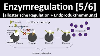 Allosterische Regulation  Endprodukthemmung  Enzymregulation 56  Biologie Oberstufe [upl. by Aenehs]