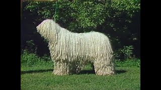 Komondor  AKC Dog breed series [upl. by Mila]