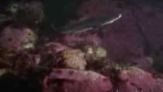 Giant Octopus Eats Sharks at Aquarium [upl. by Gilemette667]