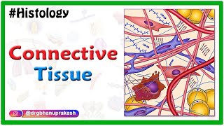 Histology of Connective Tissue usmle neetpg fmge mbbs [upl. by Isayg]