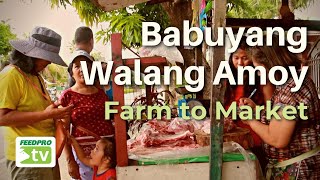 Babuyang Walang Amoy Farm To Market [upl. by Anerat809]