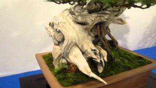 Noelanders Trophy 2012 Bonsai Exhibition Trees Part 1 [upl. by Spring]