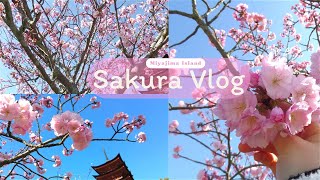 Cherry blossom vlog 🌸Miyajima Island🌸 [upl. by Higinbotham28]