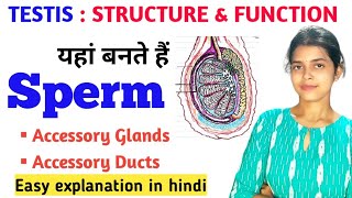 Testis structure and function class 12  Accessory glands  Male Reproductive System in hindi bio [upl. by Leahcimal]