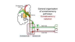 Ascending somatosensory pathways [upl. by Phelan]