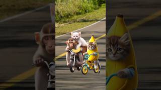 Cute cats and kittens steals my banana catvideos cutecats catlover trendingshorts [upl. by Malti]