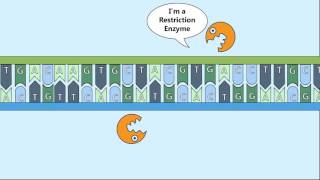 Recombinant DNA Process [upl. by Dlanger]