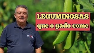 USO DE LEGUMINOSAS NA ALIMENTAÇÃO DE GADO LEITEIRO [upl. by Meikah]