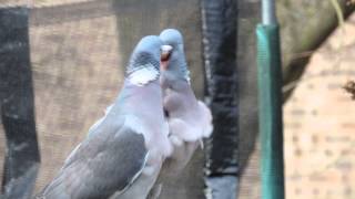 Woodpigeon Courtship [upl. by Roddy129]