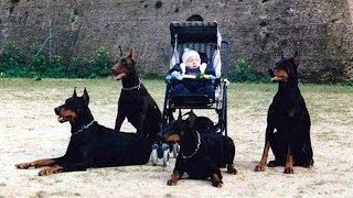 Doberman Dog Protects Babies and Kids Compilation ★ Ultimate Protection Dogs [upl. by Higginbotham]