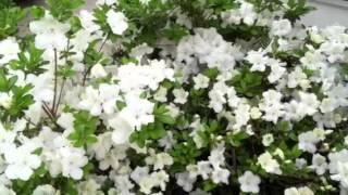 White Azalea Blooms Brighten Spring Gardens flowers [upl. by Rehotsirk]