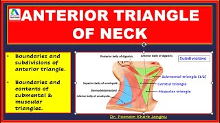 Anterior Triangle of the Neck  Anterior Triangle Neck Anatomy  boundaries subdivisions [upl. by Sualokin]