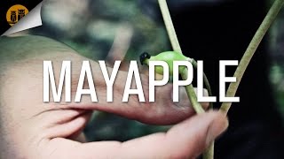 Mayapple Podophyllum peltatum [upl. by Suoivatram]