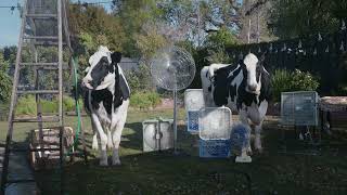 ChickfilA  Cows  Thunderstorm  Coke  15 [upl. by Saffren]