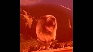 ReUpload YTP  Screaming Marmot Creams for Ice Scream [upl. by Arabrab]